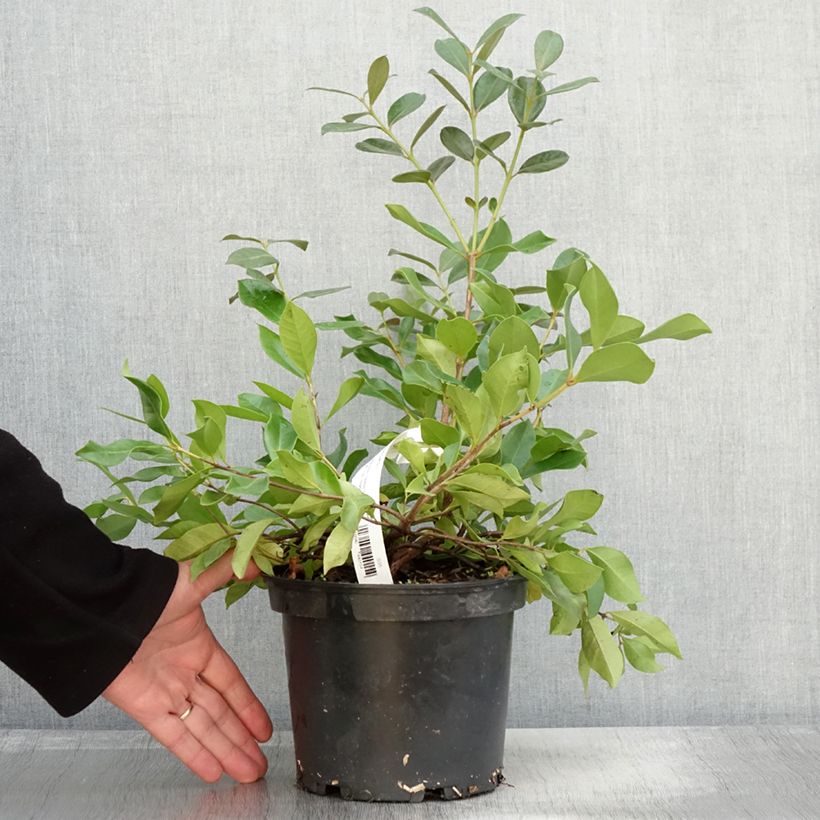 Exemplar von Erdbeerguave - Psidium cattleianum Topf mit 2L/3L wie im Herbst geliefert