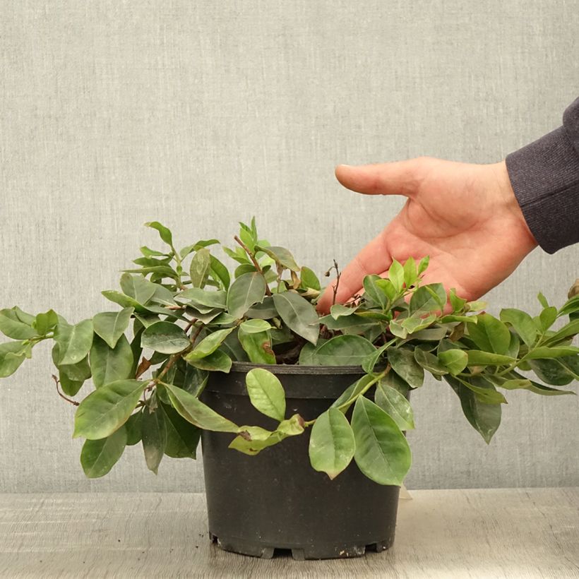 Exemplar von Erdbeerguave - Psidium cattleianum Topf mit 2L/3LGelieferte Höhe ca. 20/30cm wie im Frühjahr geliefert
