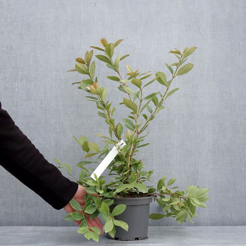 Exemplar von Erdbeer-Guave lucidum - Psidium cattleianum Topf mit 3L/4L wie im Winter geliefert