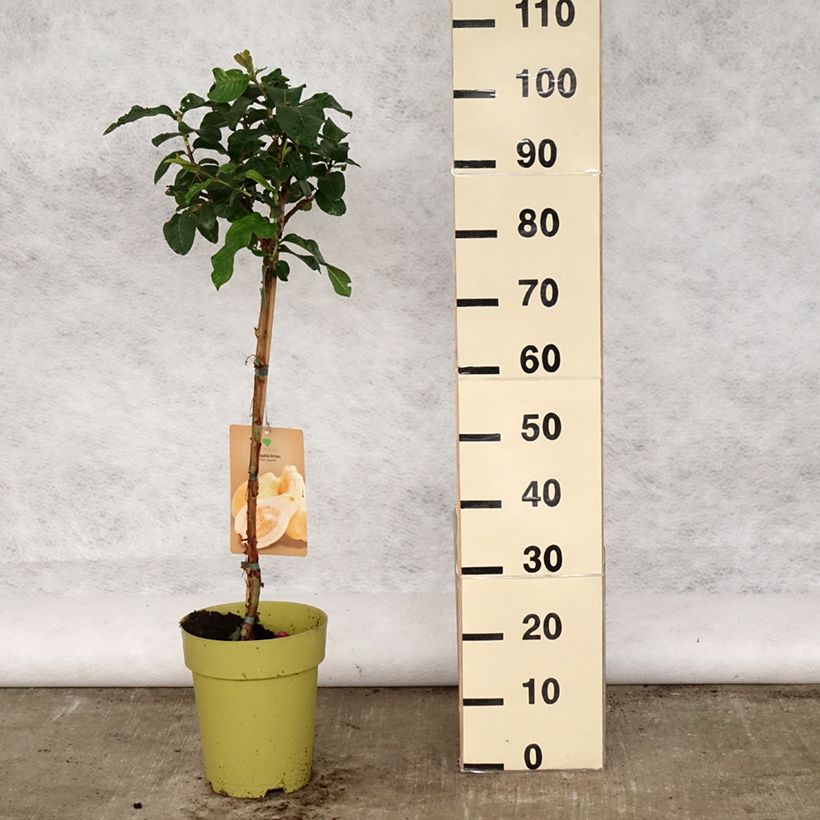 Exemplar von Echte Guave Limon - Psidium guajava Topf mit 6L/7LGelieferte Höhe ca. 80/100cm wie im Frühjahr geliefert