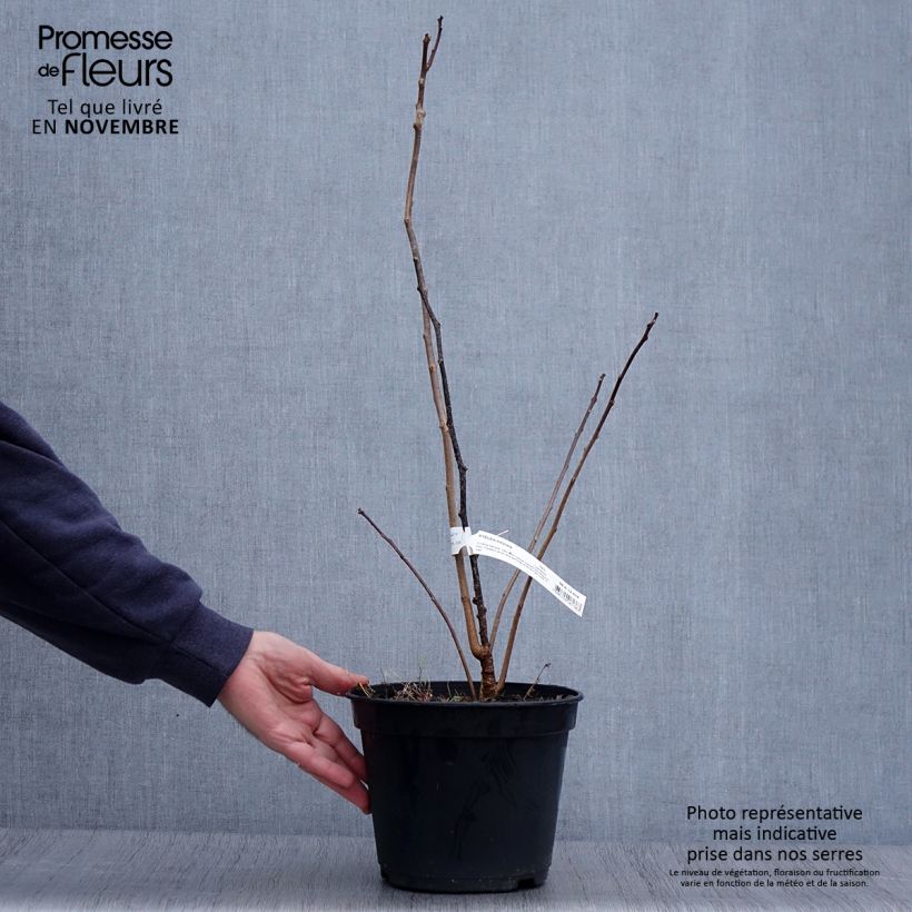 Exemplar von Ptelea trifoliata - Kleeulme Topf mit 3L/4L wie im Herbst geliefert