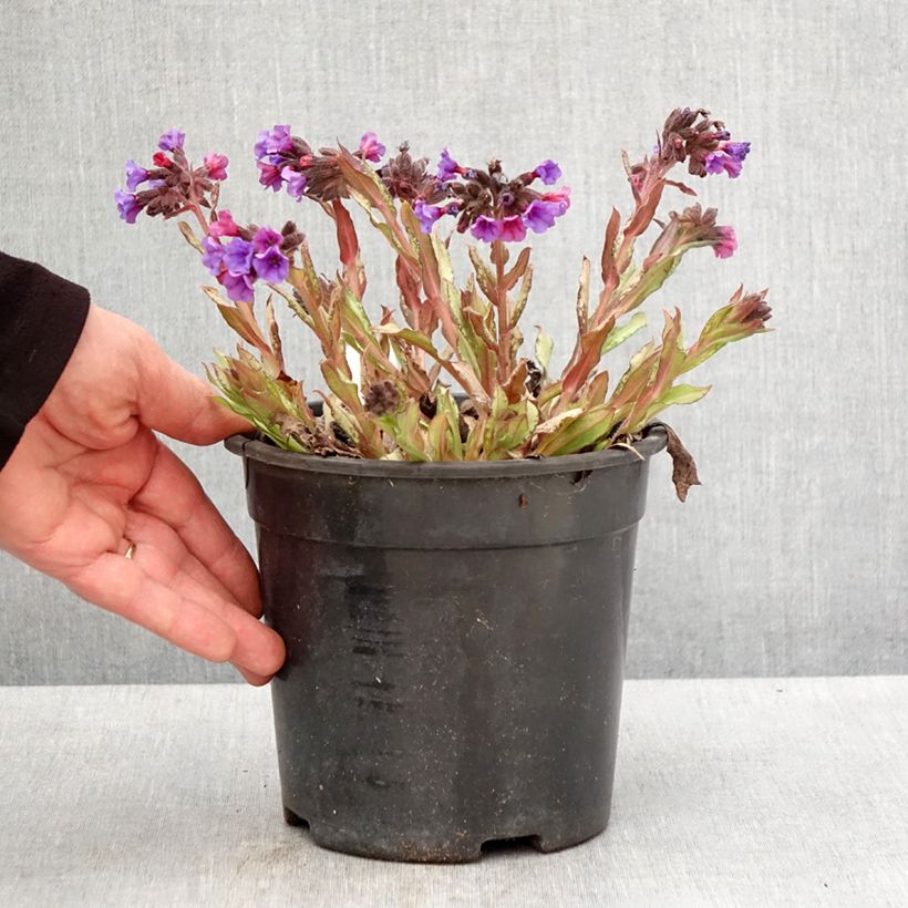 Exemplar von Lungenkraut Diane Clare - Pulmonaria Topf mit 2L/3L wie im Frühjahr geliefert
