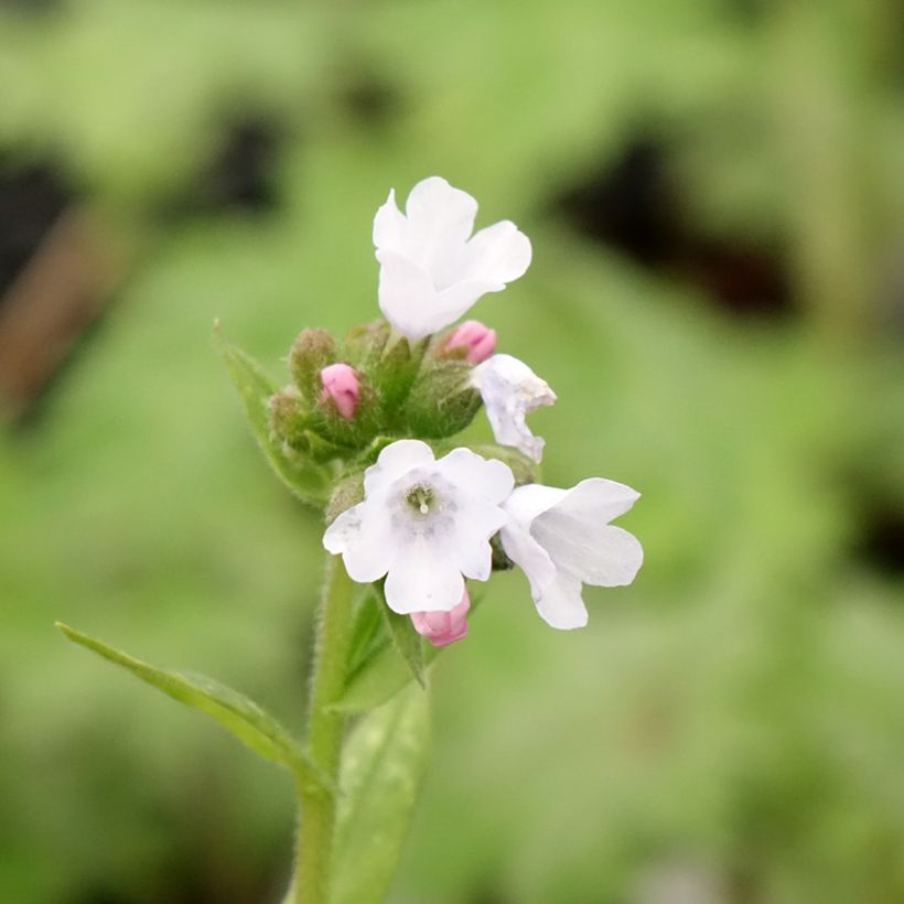 Lungenkraut Opal - Pulmonaria (Blüte)