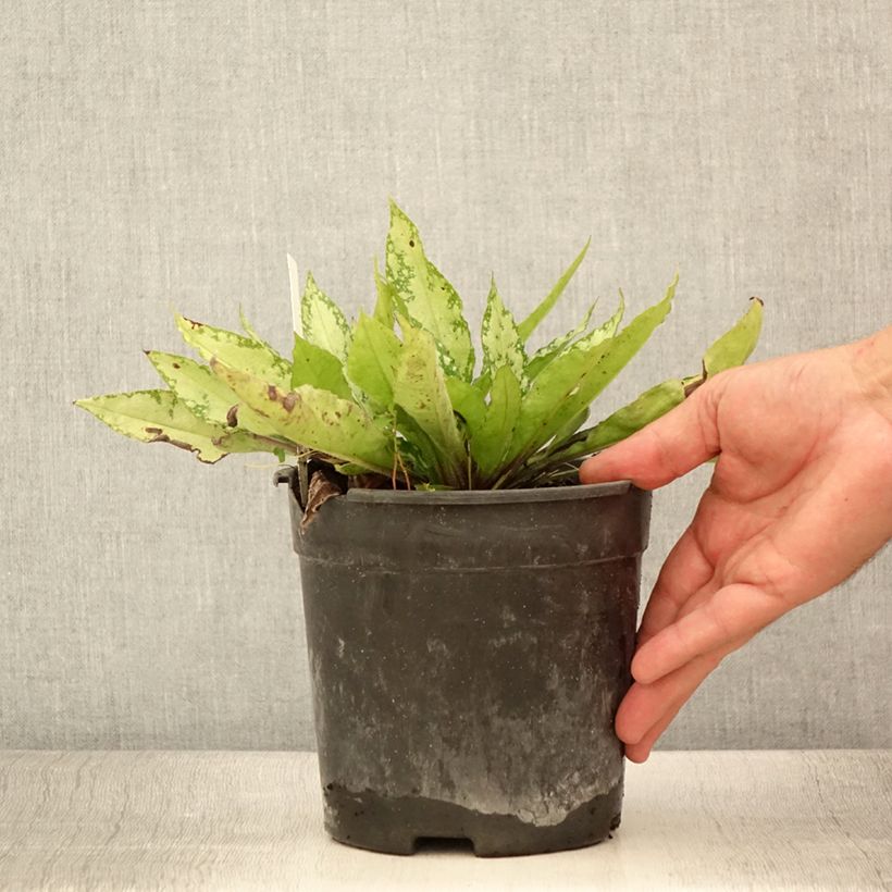 Exemplar von Lungenkraut Silver Bouquet - Pulmonaria Topf mit 2L/3L wie im Sommer geliefert