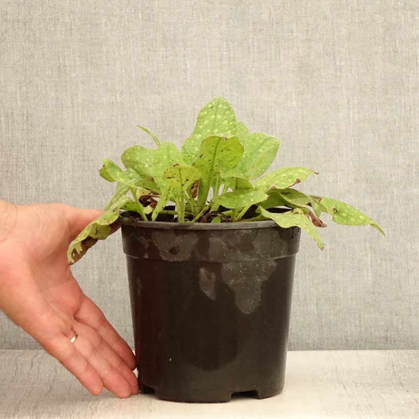 Exemplar von Lungenkraut Mrs Moon - Pulmonaria Topf mit 2L/3L wie im Sommer geliefert