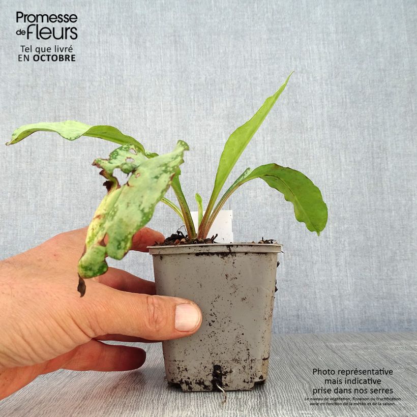 Exemplar von Lungenkraut Silverado - Pulmonaria Kleine Töpfe von 8/9 cm wie im Herbst geliefert