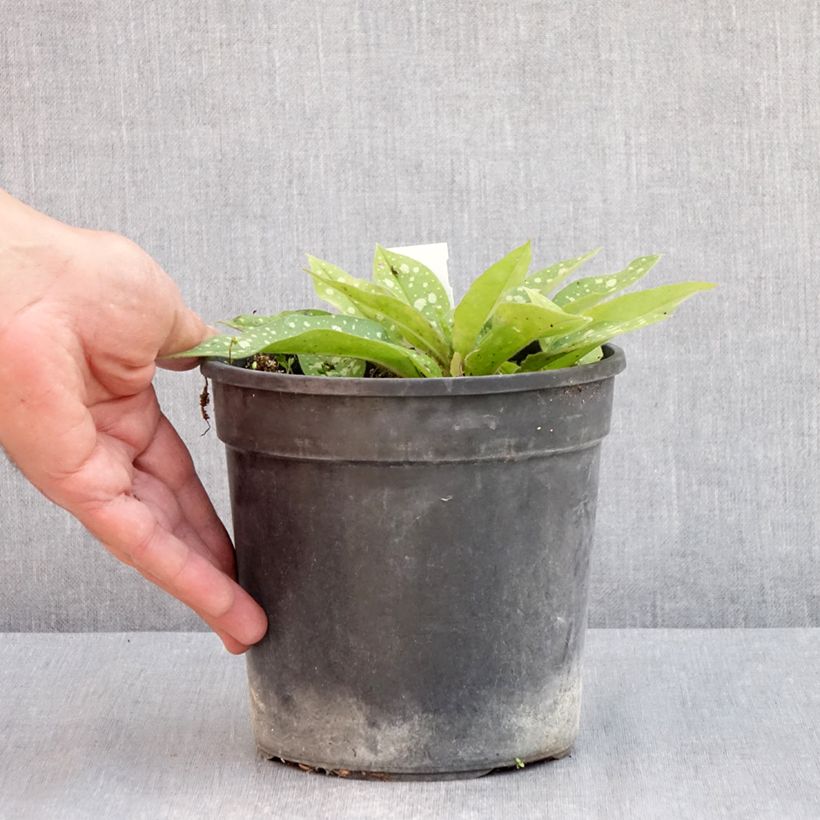 Exemplar von Lungenkraut Trevi Fountain - Pulmonaria Topf mit 2L/3L wie im Frühjahr geliefert
