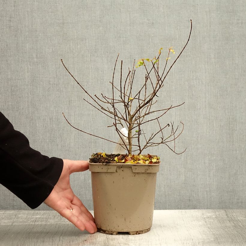 Exemplar von Granatapfelbaum Nana racemosa - Punica granatum Topf mit 3L/4L wie im Herbst geliefert