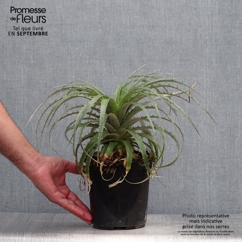Exemplar von Puya berteroniana Topf mit 2L/3L wie im Herbst geliefert