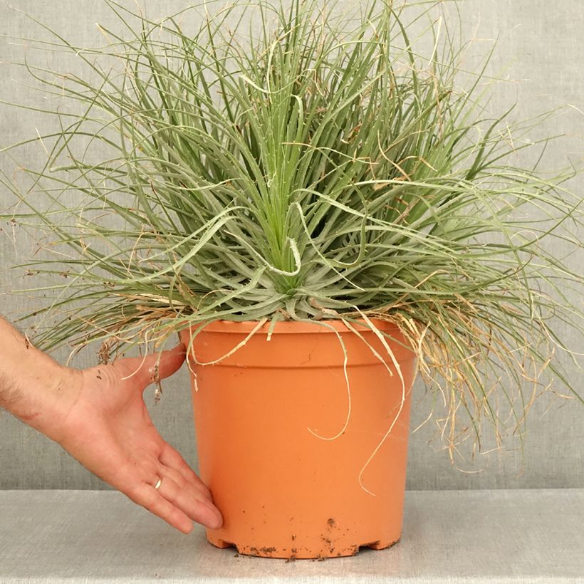 Exemplar von Puya coerulea Violacea - Puya Bromelie Topf mit 7,5L/10L wie im Sommer geliefert