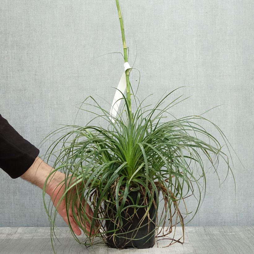 Exemplar von Puya mirabilis Topf mit 2L/3L wie im Herbst geliefert