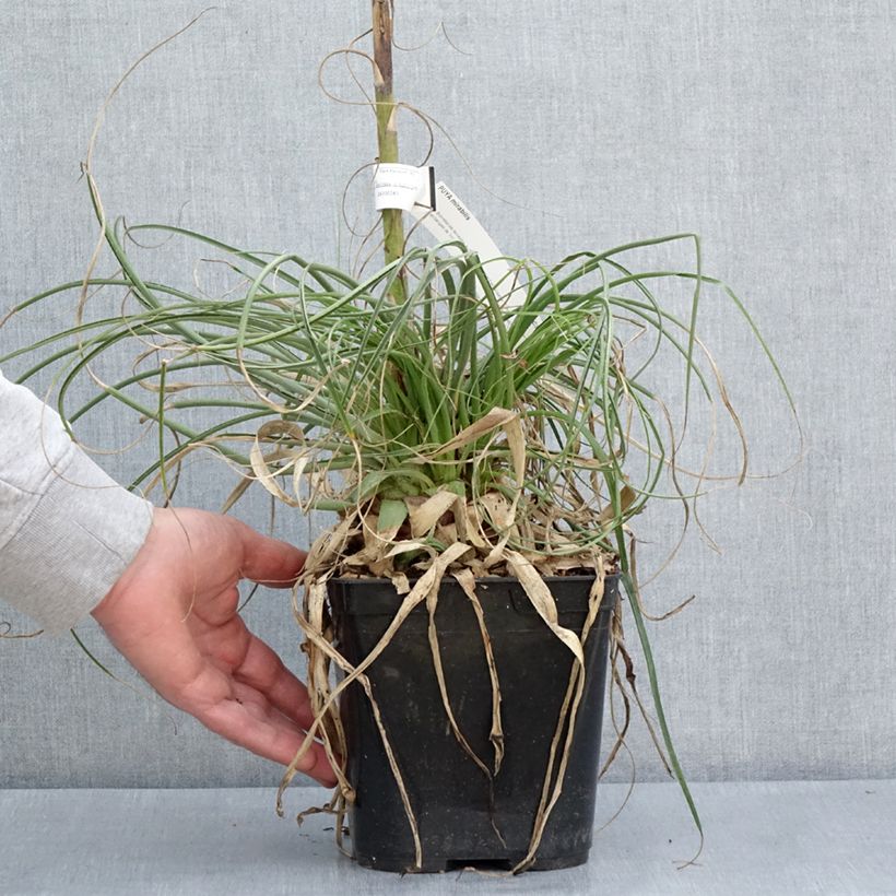 Exemplar von Puya mirabilis - Chagual en pot de 3L wie im Frühjahr geliefert