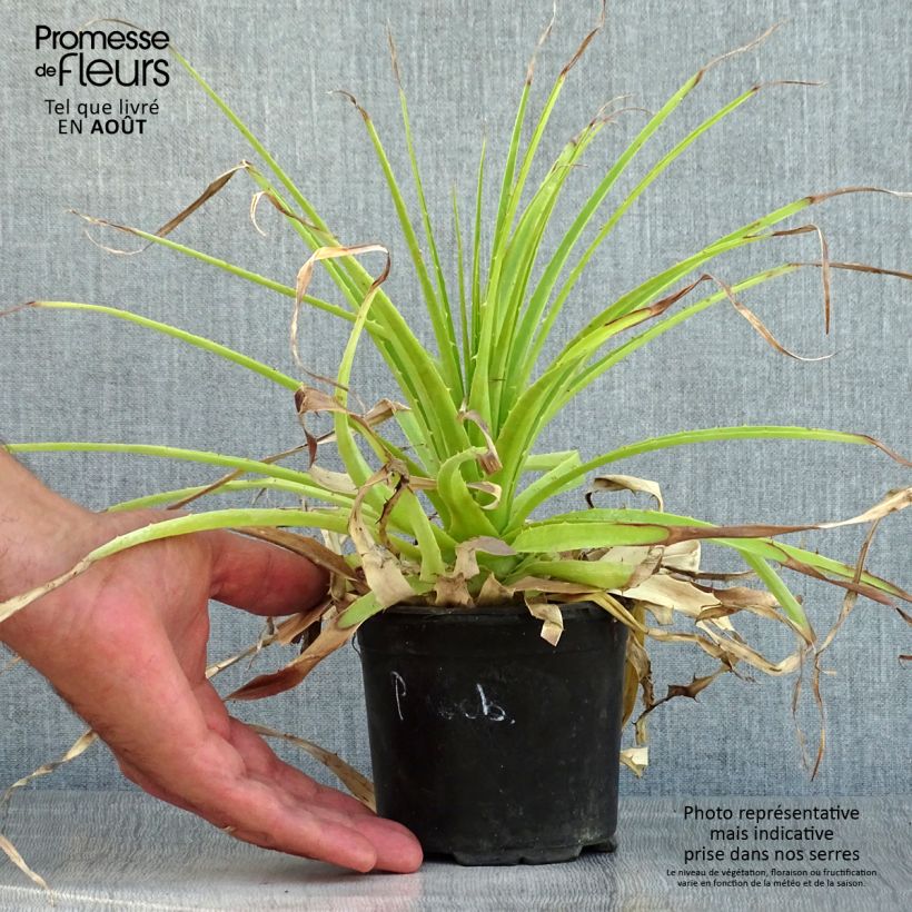 Exemplar von Puya weberbaueri Topf mit 3L/4L wie im Sommer geliefert