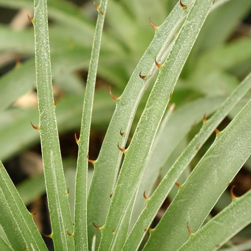 Puya weberiana (Laub)