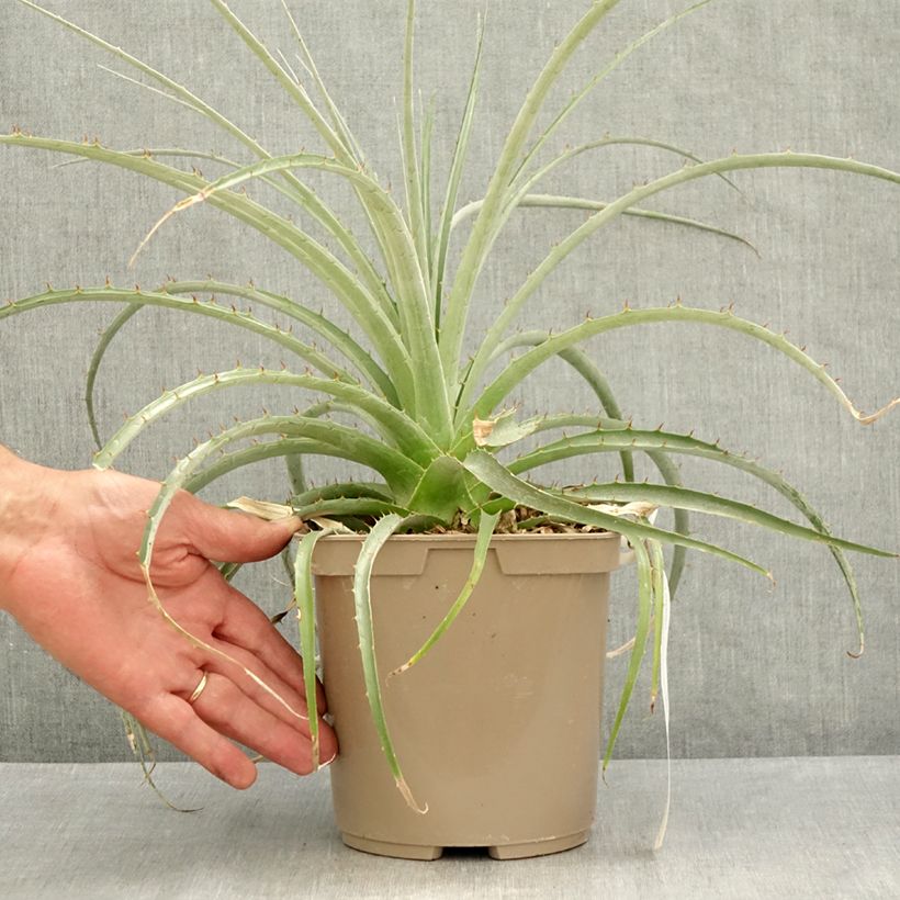 Exemplar von Puya weberiana Topf mit 3L/4L wie im Sommer geliefert