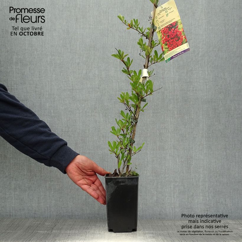 Exemplar von Feuerdorn Red Star - Pyracantha coccinea Topf mit 2L/3L wie im Herbst geliefert