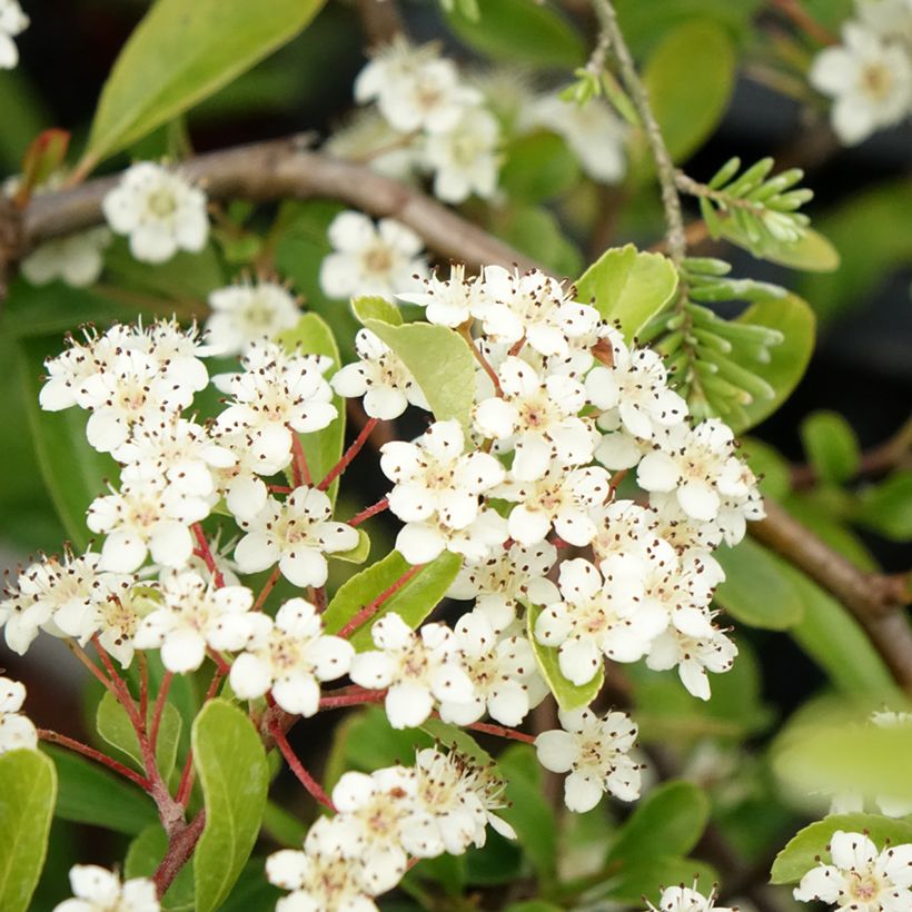 Feuerdorn Sunny Star - Pyracantha coccinea (Blüte)