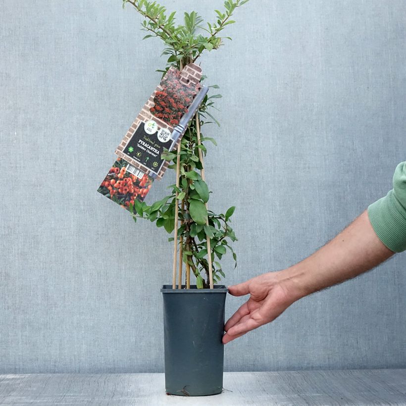 Exemplar von Feuerdorn Golden Charmer - Pyracantha Topf mit 2L/3L wie im Sommer geliefert