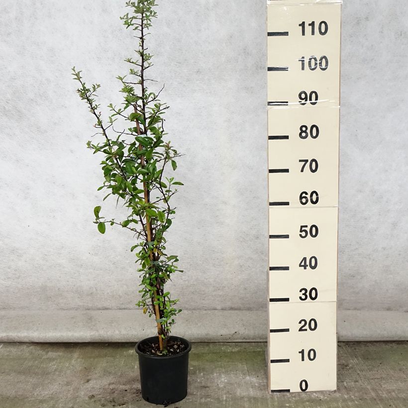 Exemplar von Feuerdorn Mohave - Pyracantha coccinea Topf mit 2L/3L wie im Sommer geliefert