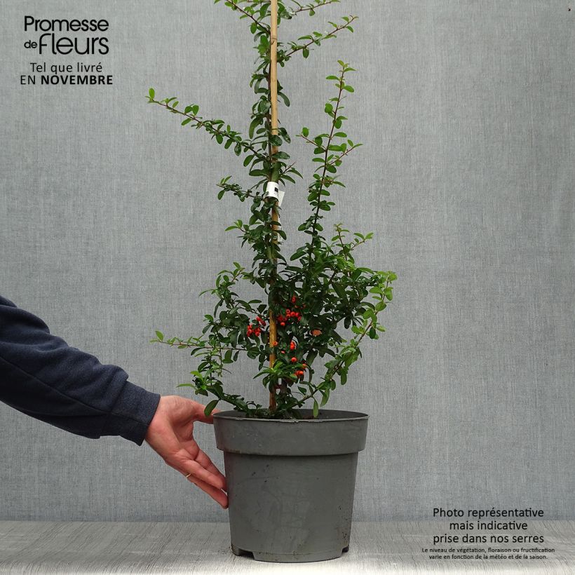 Exemplar von Feuerdorn SAPHYR Orange - Pyracantha coccinea Topf mit 6L/7L wie im Herbst geliefert