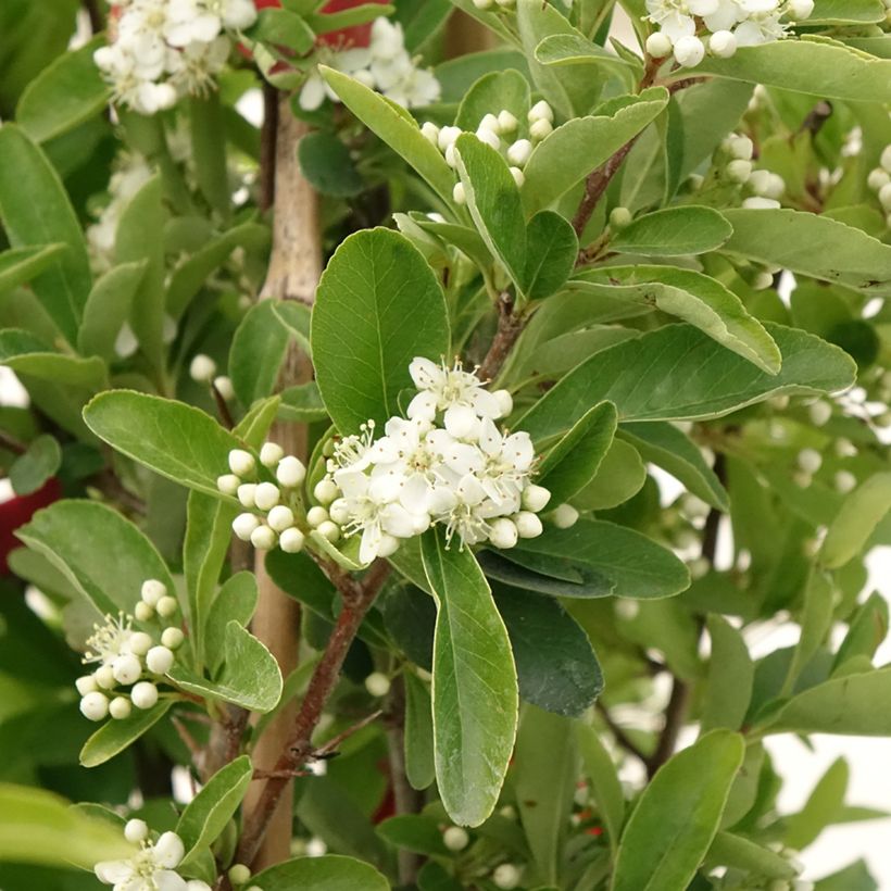 Feuerdorn SAPHYR Rouge - Pyracantha coccinea (Blüte)