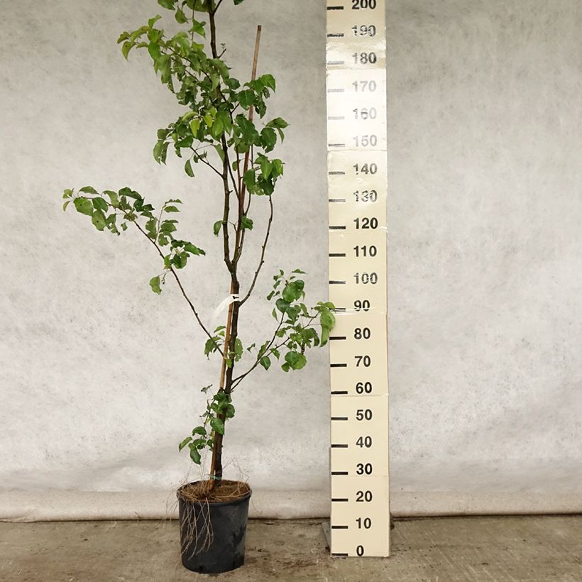 Exemplar von Chinesische Wildbirne Chanticleer - Pyrus calleryana Topf mit 12L/15L wie im Sommer geliefert