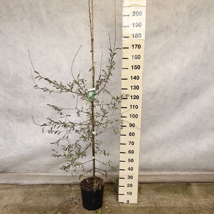 Exemplar von Weidenblättrige Birne Pendula - Pyrus salicifolia Topf mit 12L/15L wie im Herbst geliefert