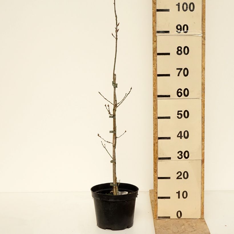 Exemplar von Stiel-Eiche Cucullata - Quercus robur  Topf mit 4L/5LGelieferte Höhe ca. 140/160cm wie im Frühjahr geliefert