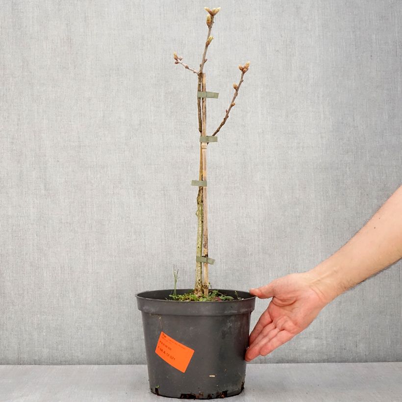 Exemplar von Stiel-Eiche Pectinata - Quercus robur  Topf mit 4L/5LGelieferte Höhe ca. 60/80cm wie im Frühjahr geliefert