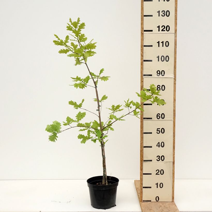 Exemplar von Stiel-Eiche Rita's Gold - Quercus robur  Topf mit 4L/5L wie im Frühjahr geliefert
