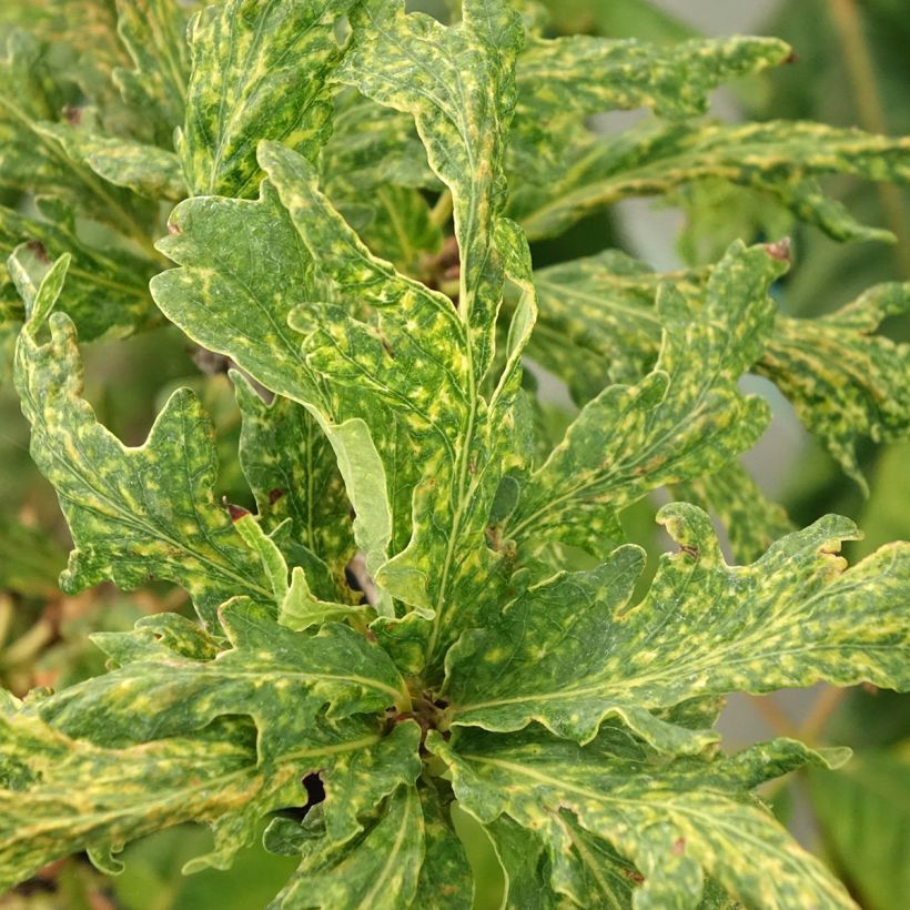 Stiel-Eiche Salfast - Quercus robur (Laub)
