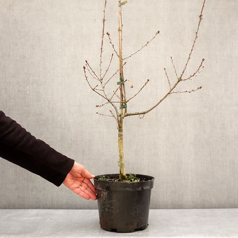 Exemplar von Quercus robur Salicifolia - Stiel-Eiche Topf mit 4L/5L wie im Winter geliefert