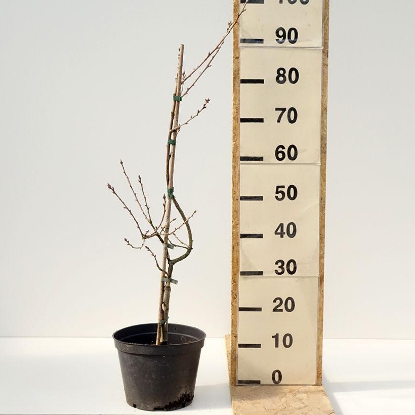 Exemplar von Quercus robur Salicifolia - Stiel-Eiche Topf mit 4L/5LGelieferte Höhe ca. 60/80cm wie im Frühjahr geliefert