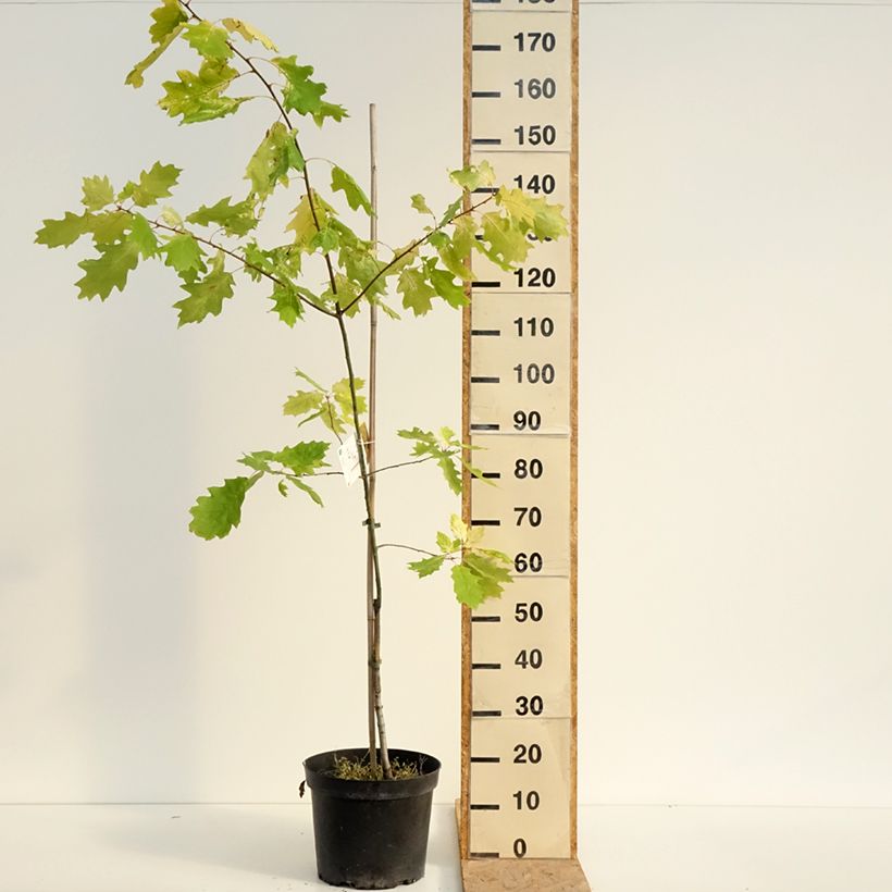 Exemplar von Quercus rubra Aurea - Roteiche Topf mit 7,5L/10L wie im Sommer geliefert