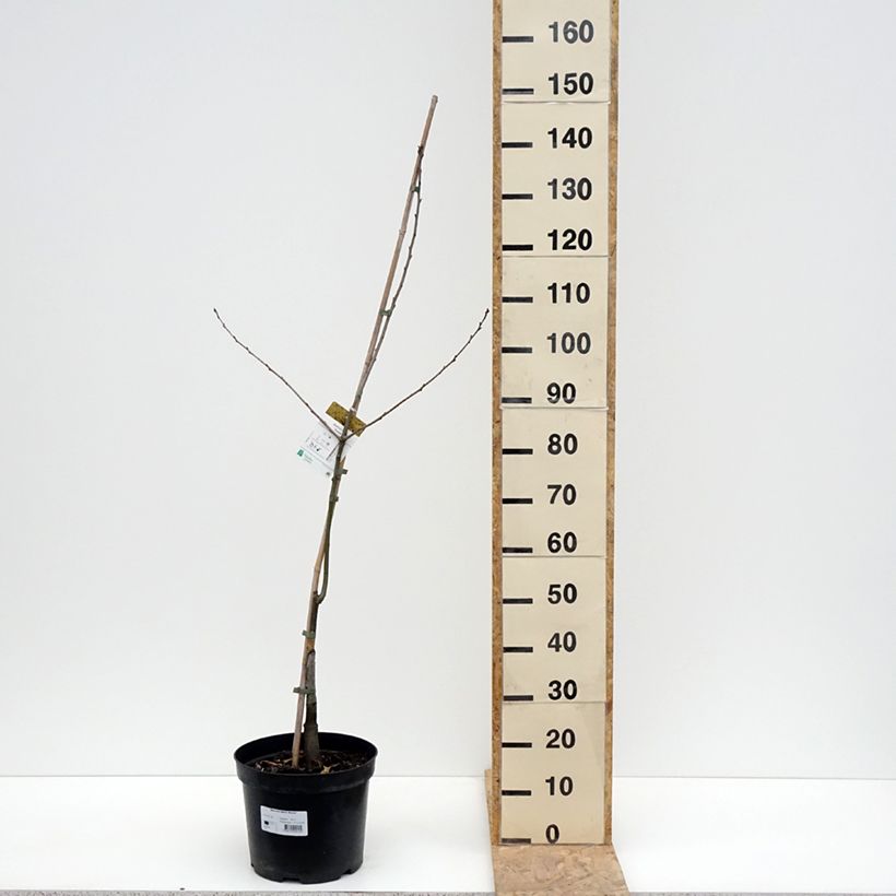 Exemplar von Quercus rubra Aurea - Roteiche Topf mit 7,5L/10LGelieferte Höhe ca. 100/120cm wie im Frühjahr geliefert