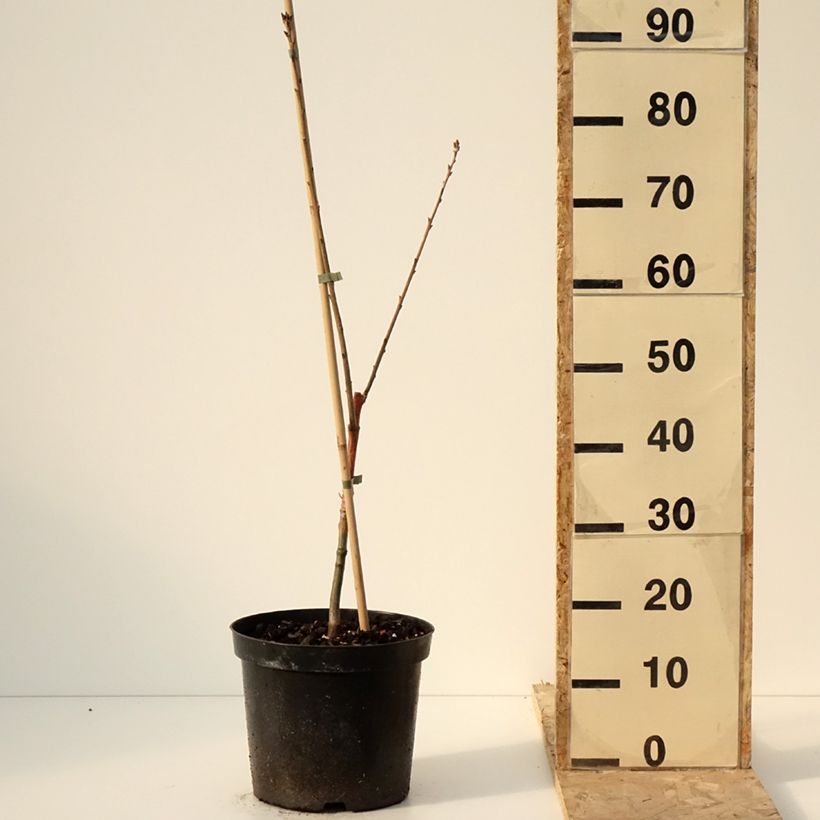 Exemplar von Quercus rubra Wolfsdonk's Pride - Roteiche Topf mit 7,5L/10LGelieferte Höhe ca. 80/100cm wie im Winter geliefert