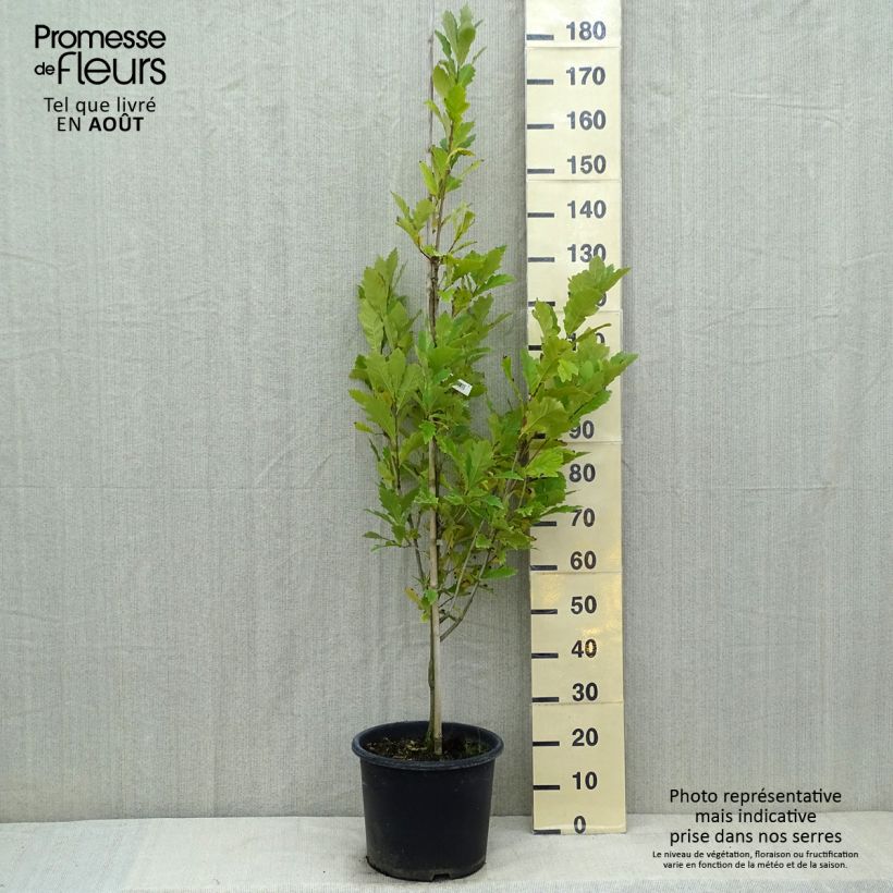 Exemplar von Quercus warei Windcandle - Eiche Topf mit 12L/15L wie im Sommer geliefert