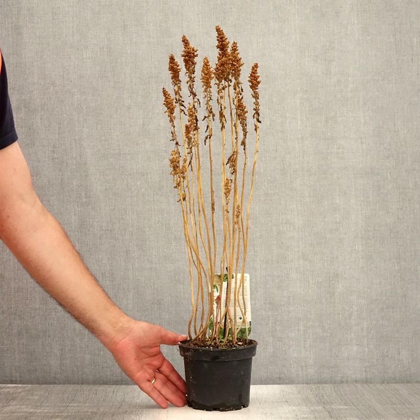 Exemplar von Quinoa - Chenopodium quinoa Topf mit 1,5L/2L wie im Sommer geliefert