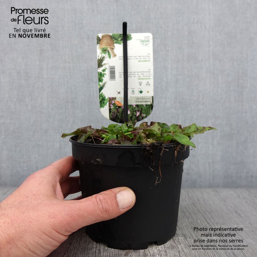 Exemplar von Rapunzel-Glockenblume - Campanula rapunculus Topf mit 1,5L/2L wie im Herbst geliefert