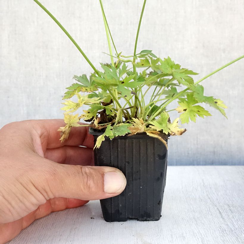 Exemplar von Scharfer Hahnenfuß - Ranunculus acris Kleine Töpfe von 7/8 cm wie im Sommer geliefert
