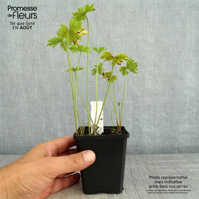 Exemplar von Scharfer Hahnenfuß Multiplex - Ranunculus acris Kleine Töpfe von 8/9 cm wie im Sommer geliefert
