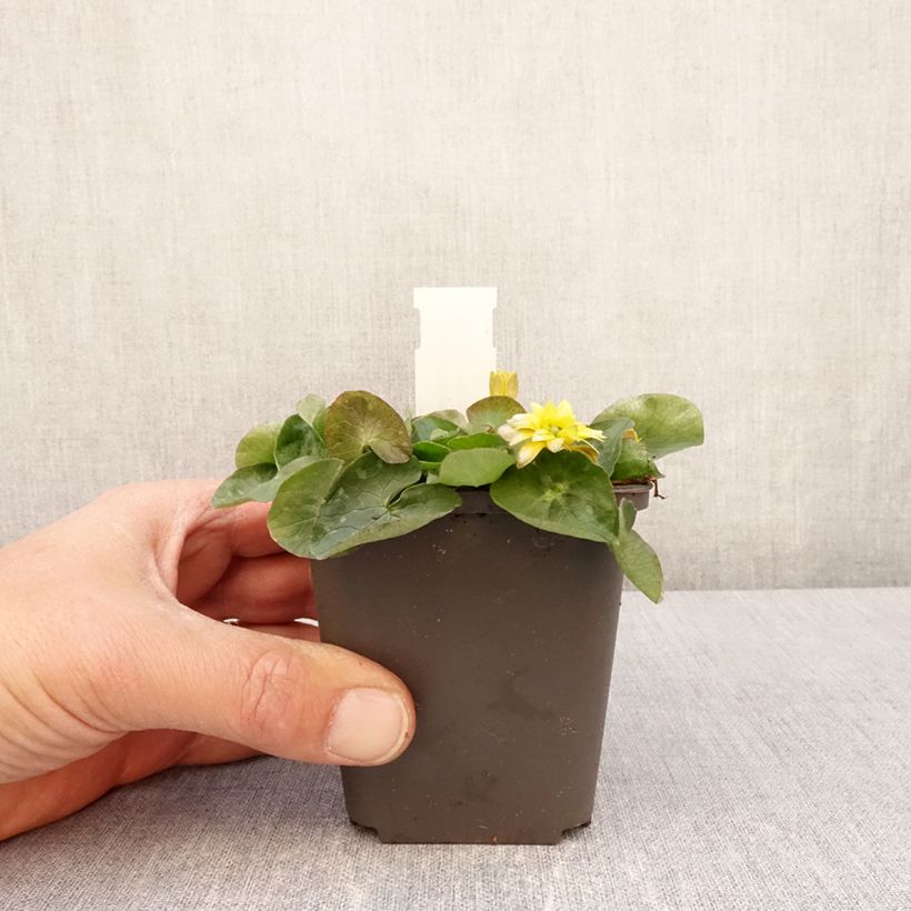 Exemplar von Scharbockskraut Flore Pleno - Ranunculus ficaria Kleine Töpfe von 8/9 cm wie im Frühjahr geliefert