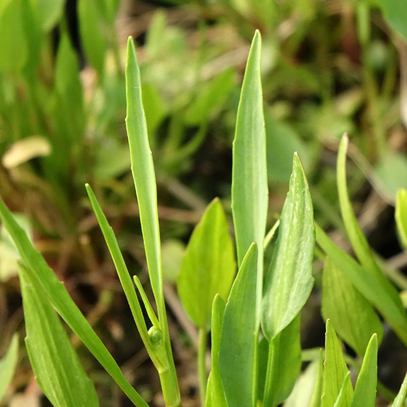Brennender Hahnenfuß - Ranunculus flammula (Laub)