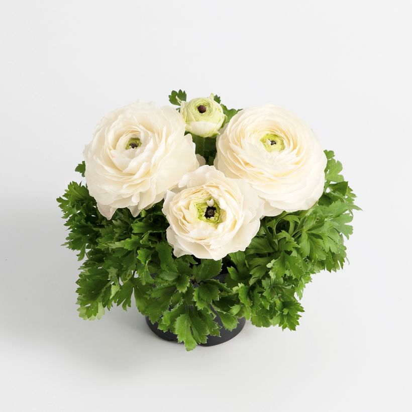 Ranunkel Vortex F1 White - Ranunculus (Hafen)