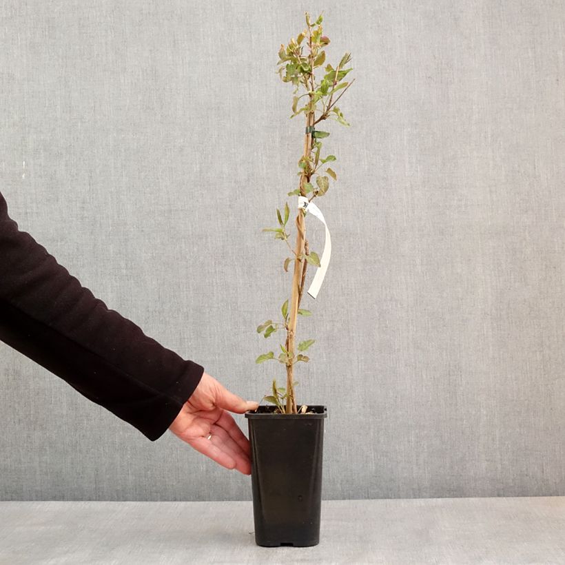 Exemplar von Fallopia aubertii - Schling-Knöterich Topf mit 1,5L/2LGelieferte Höhe ca. 40cm wie im Frühjahr geliefert