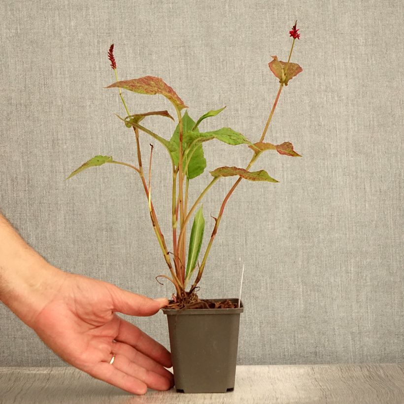 Exemplar von Kerzenknöterich Black Dreams - Bistorta amplexicaulis Kleine Töpfe von 8/9 cm wie im Sommer geliefert