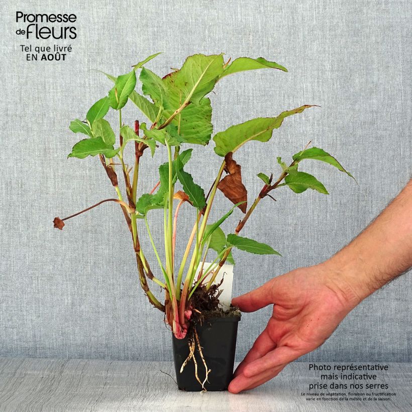 Exemplar von Kerzenknöterich Bloody Mary - Bistorta amplexicaulis Kleine Töpfe von 8/9 cm wie im Sommer geliefert