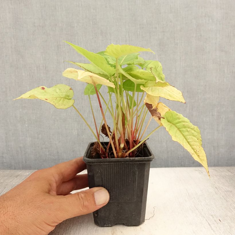 Exemplar von Kerzenknöterich Golden Arrow - Bistorta amplexicaulis Kleine Töpfe von 8/9 cm wie im Sommer geliefert