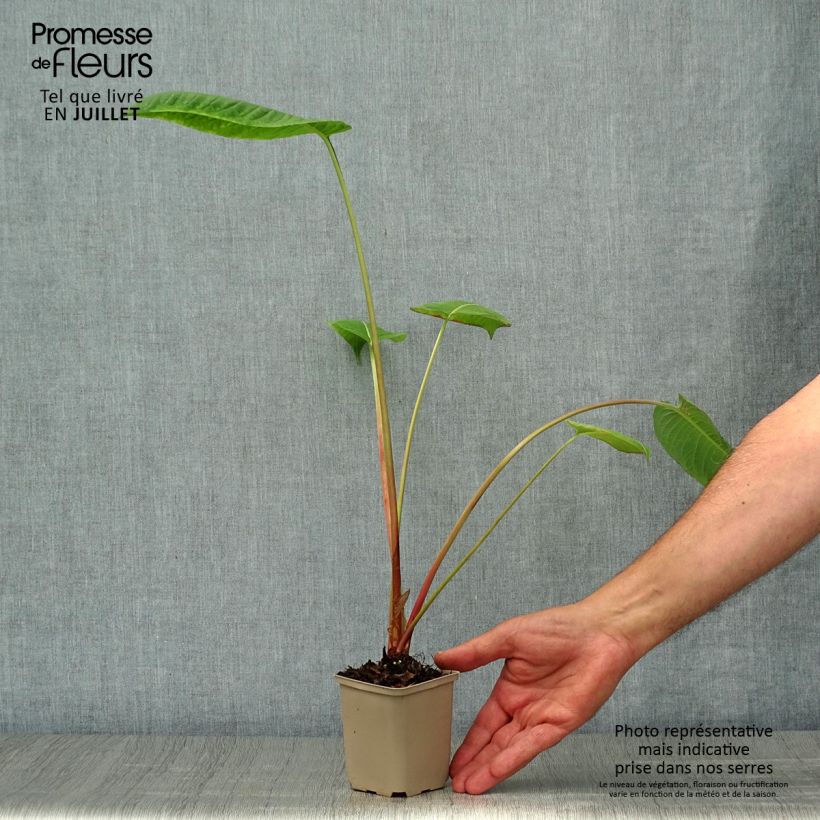 Exemplar von Kerzenknöterich Jo and Guido's Form - Bistorta amplexicaulis Kleine Töpfe von 8/9 cm wie im Sommer geliefert