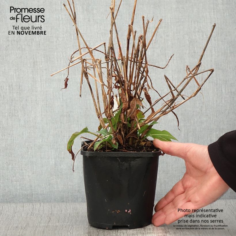 Exemplar von Kerzenknöterich Pink Elephant - Bistorta amplexicaulis Topf mit 1,5L/2L wie im Herbst geliefert
